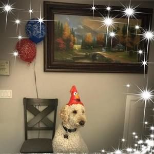 Meet your Posher, Shanti